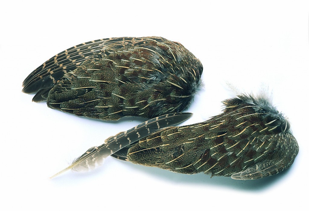 English Partridge wings